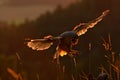 Evening light with landing owl. Barn owl flying with spread wings on tree stump at the evening. Wildlife scene from nature. Bird o