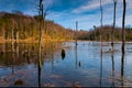 Evening light on a marshy area in Calvert Cliffs State Park, along the Chesapeake Bay in Maryland Royalty Free Stock Photo