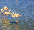 Evening light in the National Park of the Camargue Royalty Free Stock Photo