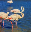 Evening light in the National Park of the Camargue Royalty Free Stock Photo