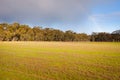 Evening light over field with gum trees and rainbow