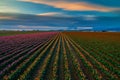 Colors of tulip rows in the Skagit Valley, Washington State