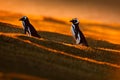 Evening light with penguins. Birds with orange sunset. Beautiful Magellan penguin with sun light. Penguin with evening light. Open Royalty Free Stock Photo