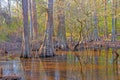 Evening Light and Reflections in a Bottomland Forest Royalty Free Stock Photo