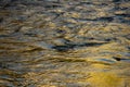 Evening Light Reflects Yellow In The Tuolomne River
