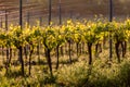 Vines growing in a vineyard in the South Downs, with the glow of evening light Royalty Free Stock Photo