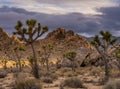 Evening Light Sneaks Into The Valley Behind Outreached Joshua Trees