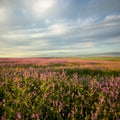 Evening at lilac flowers field. Royalty Free Stock Photo