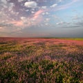 Evening at lilac flowers field. Royalty Free Stock Photo
