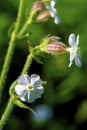 Evening Lychnis 40221