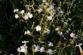 Evening Lychnis   814853 Royalty Free Stock Photo