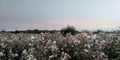 Evening in the meadow. Wonderful sunset. Blooming thistle