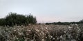 Evening in the meadow. Wonderful sunset. Blooming thistle