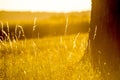 Evening mood, blades of grass and tree