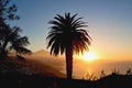 Evening mood in El Sauzal on the island of Tenerife with a view of Mount Teide and a large palm tree in the foreground.