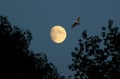 Evening Moon and bird
