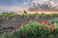 Evening in Nubia on Sicily