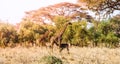 Evening panorama of savanna with giraffes, Amboseli National Park, Kenya, Africa Royalty Free Stock Photo