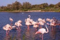 Evening in Park of Camargue, France Royalty Free Stock Photo