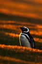 Evening penguin scene in the orange sunset. Beautiful Magellan penguin with sun light. Penguin with evening light. Open penguin bi