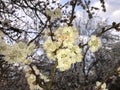 Evening photo of a flowering. Tree branches with blooming flowers. Spring photo. Royalty Free Stock Photo