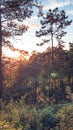 Evening pine forest - Green forest beautiful nature