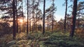 Evening pine forest - Green forest beautiful nature