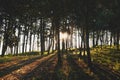 Evening pine forest - Green forest beautiful nature