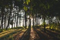 Evening pine forest - Green forest beautiful nature