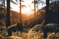 Evening pine forest - Green forest beautiful nature