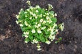 Evening primrose Bush. Plant primula vulgaris white first spring flower. Colorful white primrose flowers Royalty Free Stock Photo