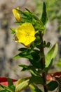 Common Evening Primrose - Oenothera biennis