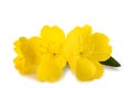 Evening primrose Royalty Free Stock Photo