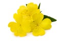 Evening primrose flowers Royalty Free Stock Photo