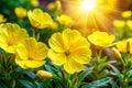 Evening Primrose Flower Bright Yellow Petals in Natural Light Royalty Free Stock Photo