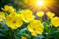 Evening Primrose Flower Bright Yellow Petals in Natural Light Royalty Free Stock Photo