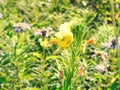 Evening Primrose Flower with a Macrolophus Caliginosus Insect