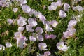 Evening Primrose flowers Royalty Free Stock Photo