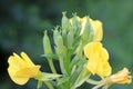 Evening primrose flowers Royalty Free Stock Photo