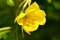 Evening primrose, medicinal herb with flower Royalty Free Stock Photo