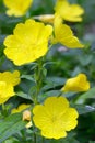Evening primrose (Oenothera biennis) Royalty Free Stock Photo