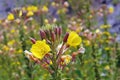 Evening primrose Oenothera biennis on a meadow Royalty Free Stock Photo