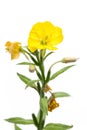 Evening primrose Oenothera biennis before white Royalty Free Stock Photo