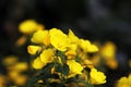 Evening primrose Oenothera macrocarpa Royalty Free Stock Photo