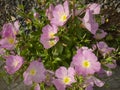 Evening primrose Oenothera rosea pink garden flower