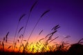 Evening, purple and yellow grass and sunset Royalty Free Stock Photo