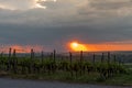 Evening rain in a vineyard Royalty Free Stock Photo