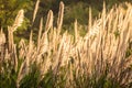 Evening Reed Field