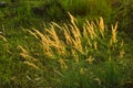 In the evening, reed sunset Royalty Free Stock Photo