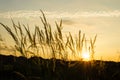 In the evening, reed sunset Royalty Free Stock Photo